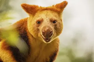 Dendrolagus Goodfellowi Buergersi Prints: Goodfellow's Tree Kangaroo