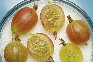 Open Air Studio Shots Prints: Gooseberries