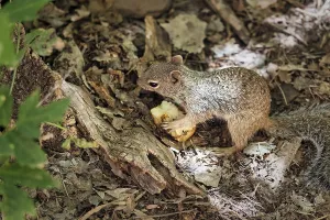 Utah Wildlife Prints: Gopher sitting in the undergrowth