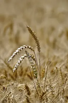 Framed Print : Grain Field Print