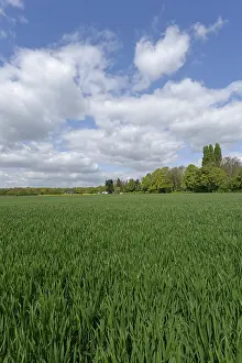 Agricultural Crop Fields Europe Prints: Grain field with deciduous forest in the background