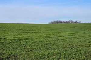 Grain Field Germany Prints: Grain field, forest, clouds, spring