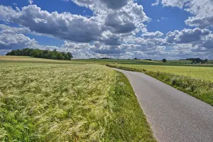 Grain Fields Germany Prints: Grain fields, between forest and individual trees