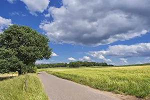 Grain Fields Germany Prints: Grain fields, between forest and individual trees