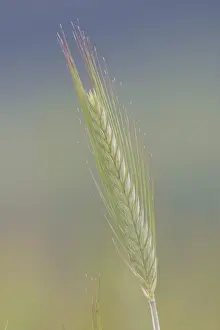 Close Up Grain Prints: Grain spike
