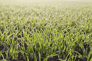 Dew Drop On Plant Prints: Grain, sprouting, with dew in backlight