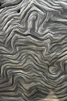 Uninhabited Forest Scene Prints: Grain, wood, grain, shape, structure