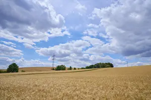 Summer Landscape Germany Prints: Grainfield in summer, Arnstein