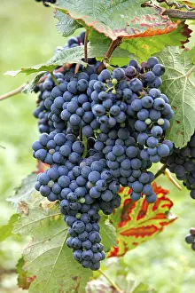 Wine Grape Cultivation Methods Prints: Grape vine (Vitis vinifera), fruit
