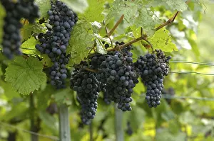 Viniculture In Germany Prints: Grape-vines