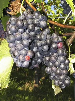 Agricultural Crops Prints: Grapes