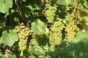 Grapevine Cultivation Prints: Grapes