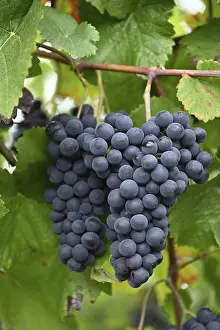 Red Wine Grapes Prints: Grapes