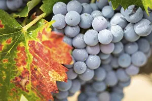 American Viticulture Prints: Grapes, grape vine, grape vineyard