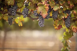 Wine Grape Cultivation Prints: Grapes, grape vine, grape vineyard