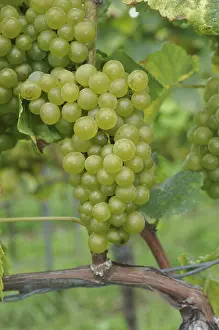 Vineyard Scene Prints: Grapes, grape, wine, grape, grape