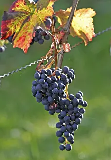Blue Grapes Prints: Grapes on a grapevine