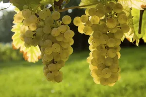 Wine Grape Vine Prints: Grapes in back light