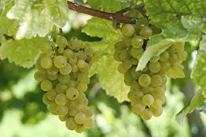 Autumnal Landscape Prints: Grapevine