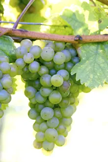 Autumnal Landscape Prints: Grapevine