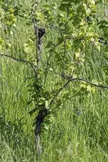 Central Europe Vineyard Scene Prints: Grapevine in spring, vineyard, vine