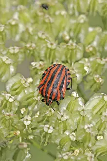 Prints of Graphosoma lineatum, striped bug Eupleridae Prints: Graphosoma lineatum Print - Striped Bug