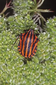 Prints of Graphosoma lineatum, striped bug Eupleridae Prints: Graphosoma lineatum Print - Striped Bug