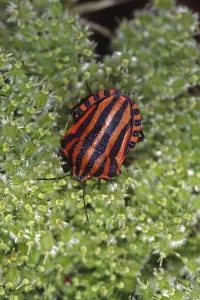 Prints of Graphosoma lineatum, striped bug Eupleridae Prints: Graphosoma lineatum Print - Striped Bug