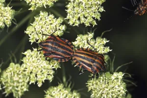 Prints of Graphosoma lineatum, striped bug, mating Eupleridae Prints: Graphosoma lineatum Print - Mating Striped Bug