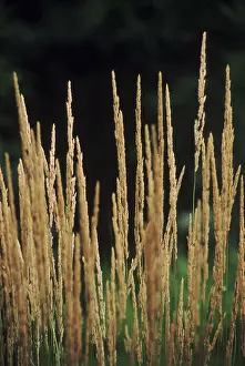 Summer Vegetation Prints: Grass