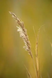 Shallow Depth Of Field Nature Prints: Grass