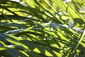 Backlit Grass Blades Prints: Grass