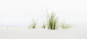 Panoramic Beach View Prints: Grass on the beach, panoramic view