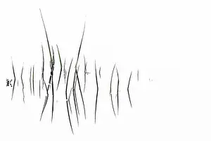 Lake District Water Reflections Prints: Grass blades with reflection on water surface