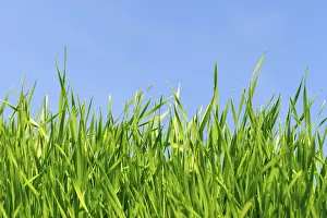 Cloudless Blue Sky Photo Prints: Grass against blue sky