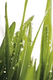 Dew Drops On Grass Prints: Grass with dew drops, waterdrops