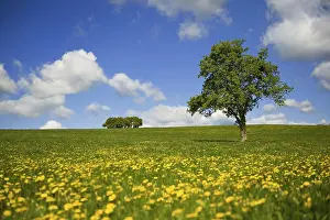 Common Dandelion Bloom Prints: Grass fields with yellow Dandelions and single tree