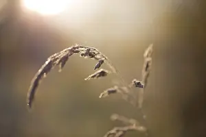 Open Air Photography Prints: Grass flower