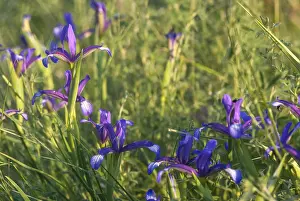 European Irises Prints: Grass iris, grass-leafed iris, iridaceae