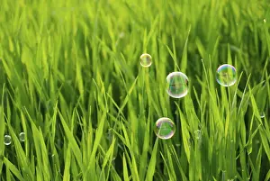 Cleanliness Hygiene Prints: Grass of the meadows and soap bubbles