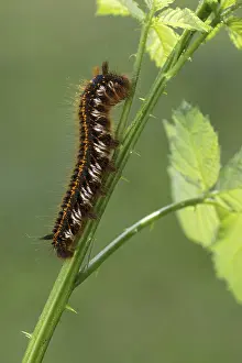Prints of Grass moth or drinker (Euthrix potatoria), caterpillar, Littlewood Ranch, Limbach, Tyrol, Austria Lappet Moth Prints: Grass Moth or Drinker Print, Euthrix potatoria Caterpillar