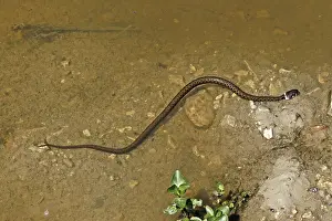 Grass Snake Prints: Grass snake, Natrix natrix