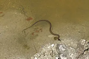 Colubrid Species Prints: Grass snake, Natrix natrix