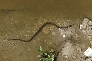 Grass Snake Prints: Grass snake, Natrix natrix