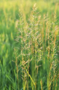 Sunset In The Countryside Prints: Grass in a summer sunset meadow