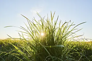 German Landscape Prints: Grass tuft, Germany