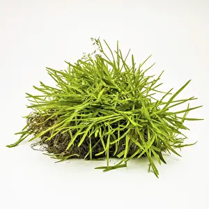 Deserted Grass Landscape Prints: Grass on white background