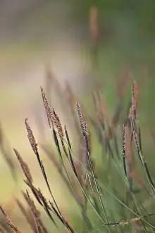 Deserted Woodland Clearing Prints: Grass in the wind in the forest