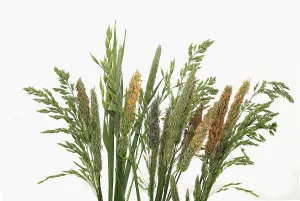 Germany Studio Shot Prints: Grasses, Germany