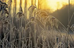 Evening Atmosphere Photography Prints: Grasses against the light